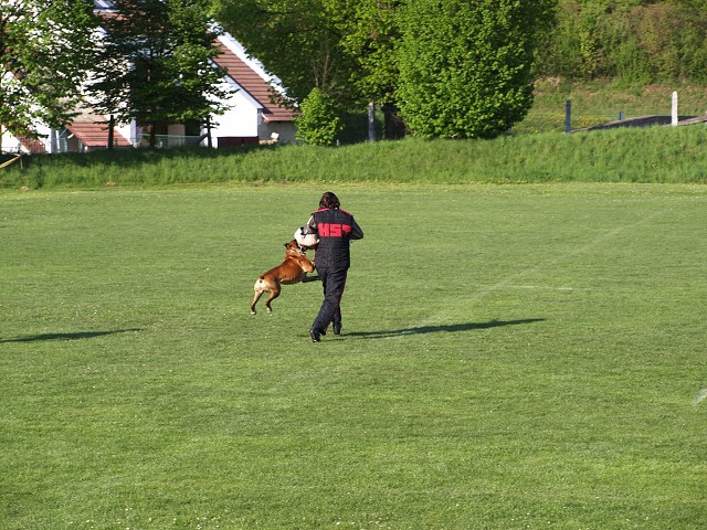 www.atibox.net * www.euroboxer.eu * www.boxergenealogia.eu